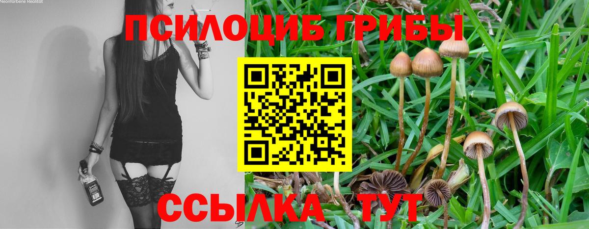 где купить наркотик  Псилоцибиновые грибы Psilocybine cubensis  Вход с VPN  Тольятти  Галлюциногенные грибы Psilocybine cubensis 